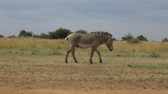 Equus grevyi