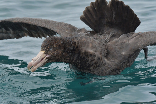Northern Giant Petrel
