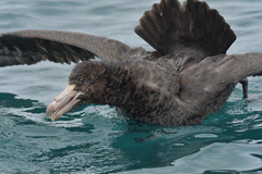Northern Giant Petrel photo 3