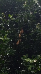 Ordgarius magnificus