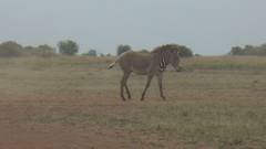 Equus grevyi