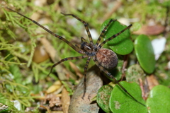 Nanocambridgea gracilipes