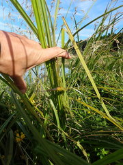 Carex geminata