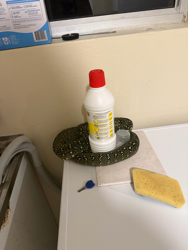 Diamond Python sighting