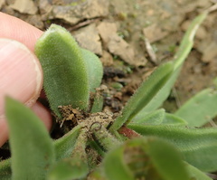 Delosperma sutherlandii