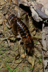 Hemiandrus pallitarsis
