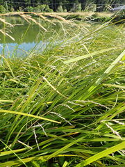 Carex geminata