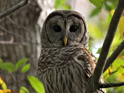 View observation of {o.common_name} on iNaturalist