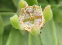 Delosperma sutherlandii