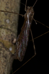 Austrolimnophila crassipes