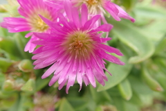 Delosperma sutherlandii