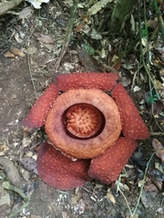 Rafflesia tuan-mudae