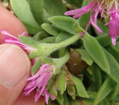 Delosperma sutherlandii