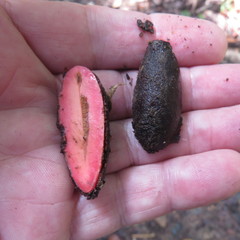 Endiandra longipedicellata