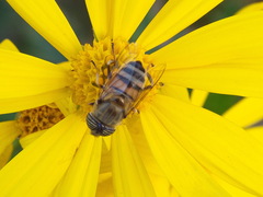 Eristalinus taeniops