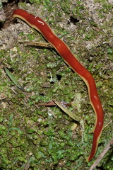 Arthurdendyus testaceus