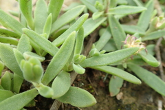 Delosperma sutherlandii