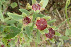 Delosperma sutherlandii
