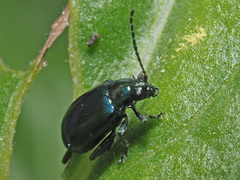 Altica oleracea