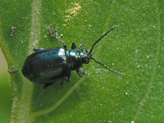 Altica oleracea