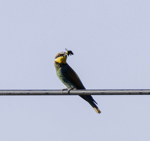 Abejaruco europeo (Merops apiaster)