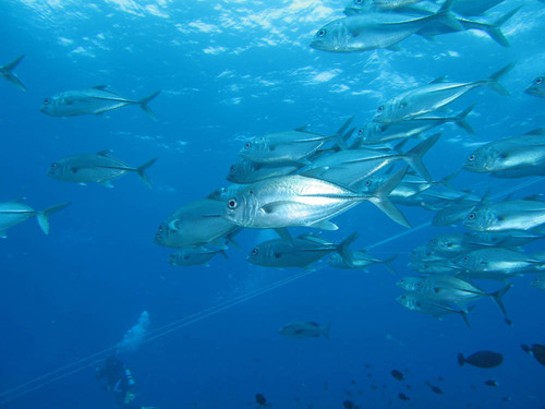 Bigeye trevally