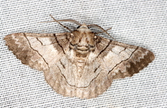 Hypobapta diffundens