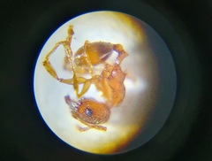 Pheidole rugosula