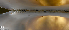 Tegillarca granosa