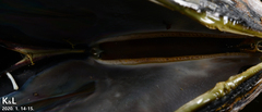 Mytilus unguiculatus
