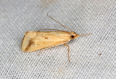 Achyra massalis