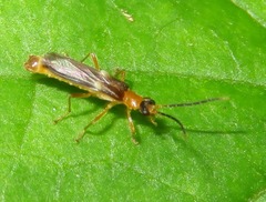Macromalthinus
