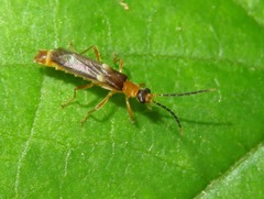 Macromalthinus