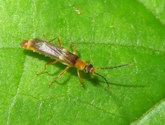 Macromalthinus