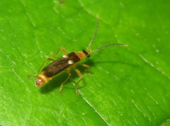 Macromalthinus