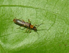Macromalthinus