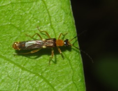 Macromalthinus