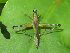 Eumastax