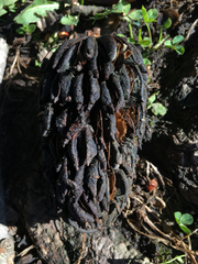 Cunninghamella