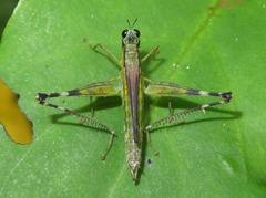 Eumastax