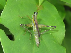 Eumastax