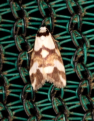 Thallarcha staurocola