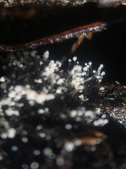 Cunninghamella