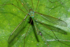 Leptotarsus viridis