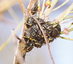 Aplerotus maculatus
