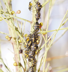 Aplerotus maculatus
