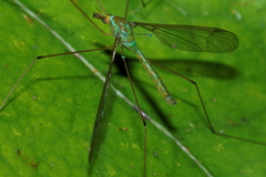 Leptotarsus viridis