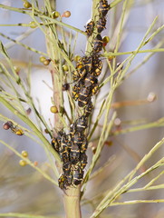 Aplerotus maculatus