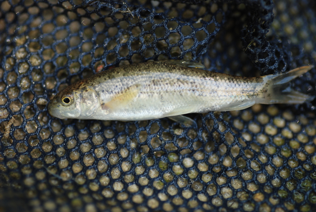 Iberian Redfin Barbel