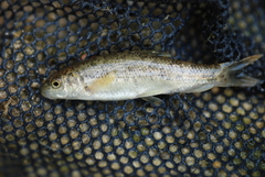Barbus haasi